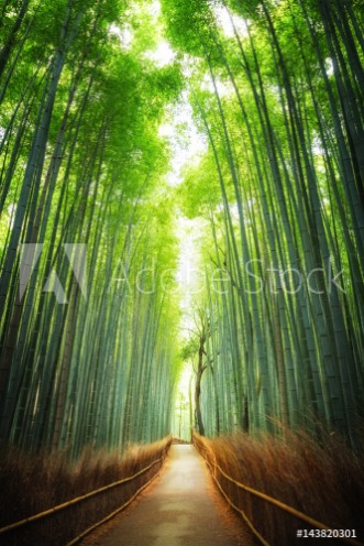 Picture of Pathway through the bamboo grove Kyoto